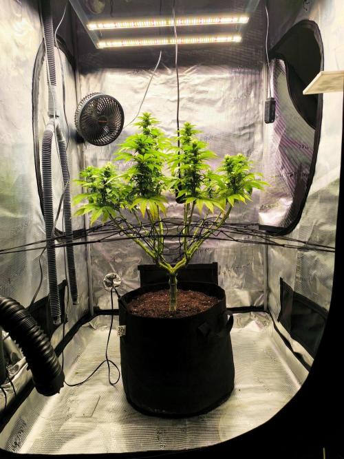 SPECIAL QUEEN 1. Week 13