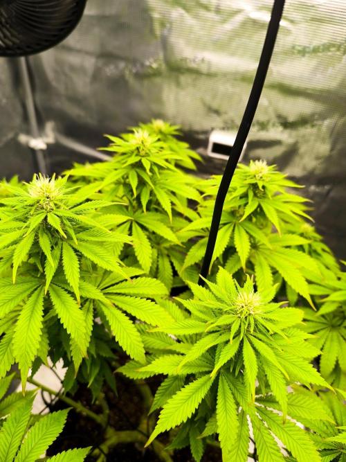 SPECIAL QUEEN 1. Week 13