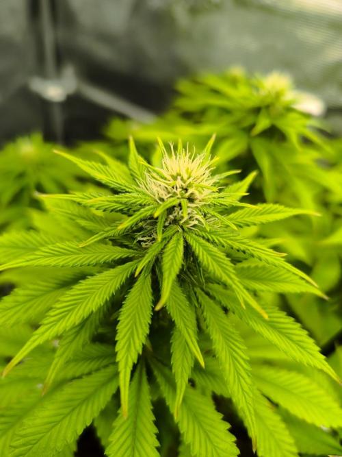 SPECIAL QUEEN 1. Week 13