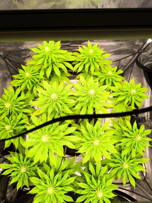 SPECIAL QUEEN 1. Week 13