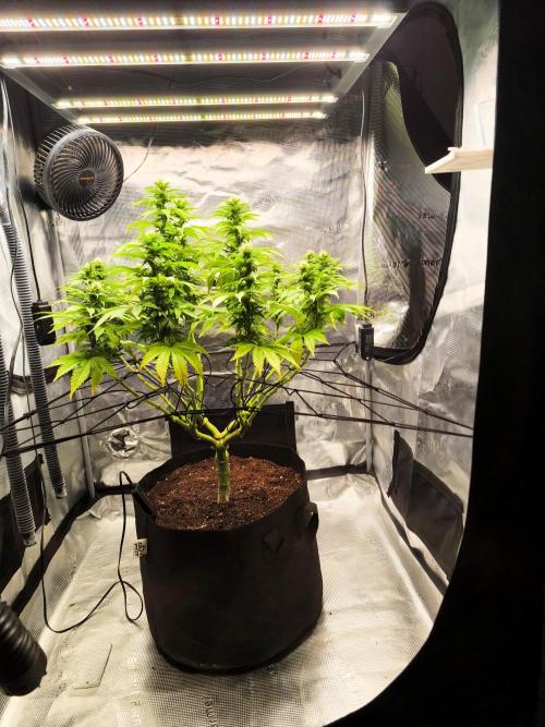 SPECIAL QUEEN 1. Week 13