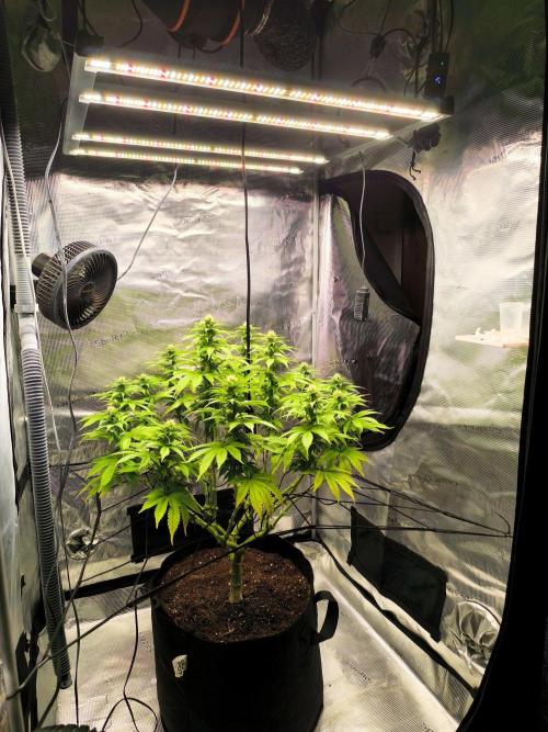 SPECIAL QUEEN 1. Week 13
