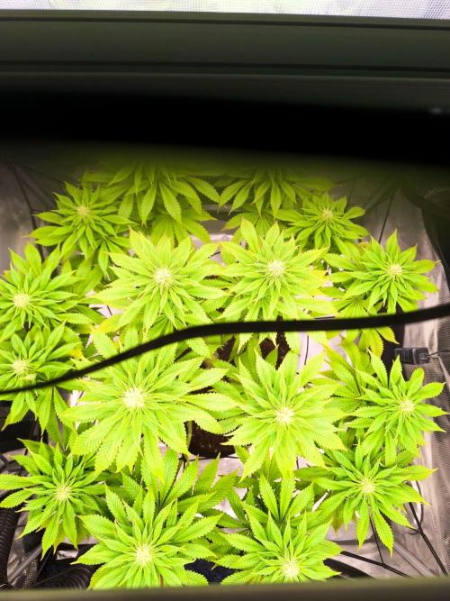SPECIAL QUEEN 1. Week 13