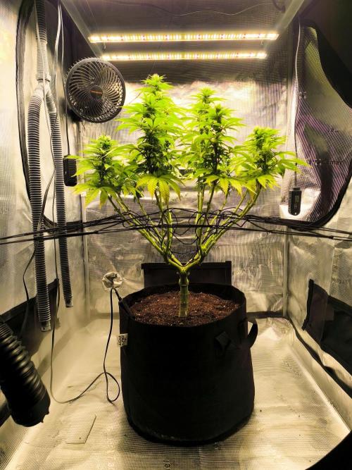 SPECIAL QUEEN 1. Week 13