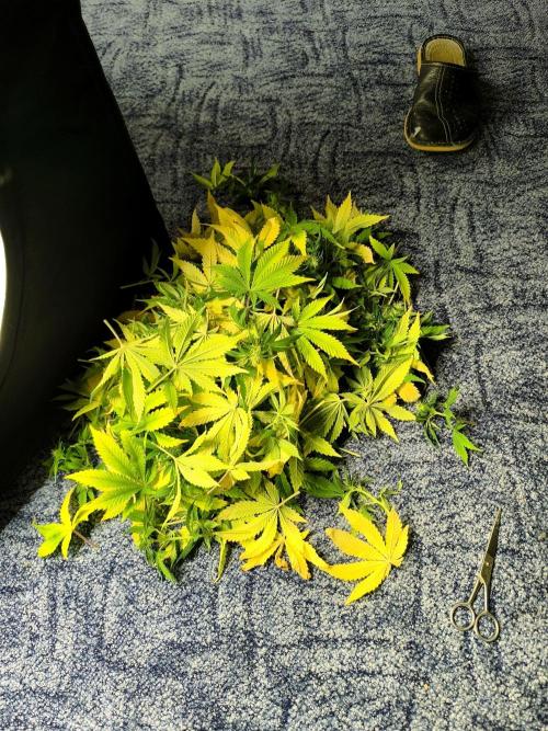 SPECIAL QUEEN 1. Week 13