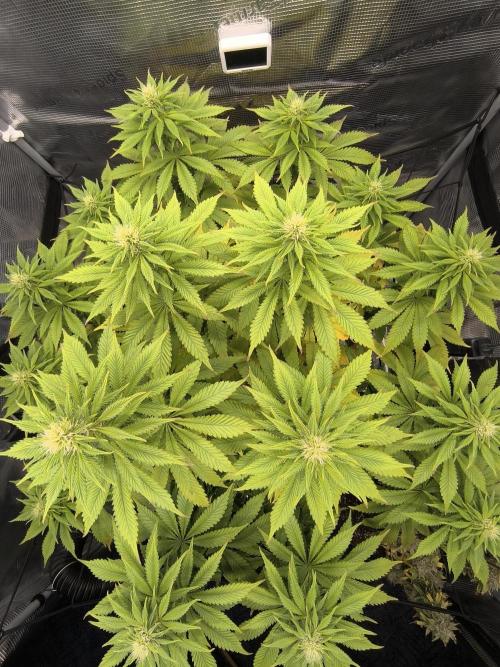 SPECIAL QUEEN 1. Week 13