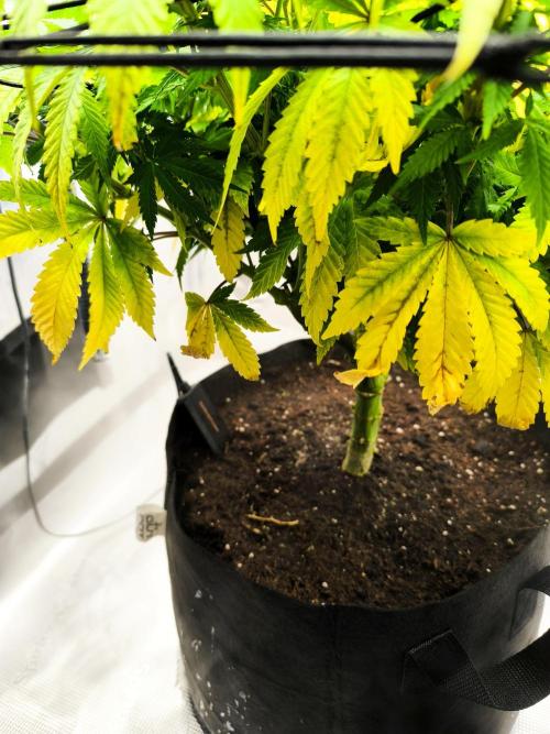 SPECIAL QUEEN 1. Week 13