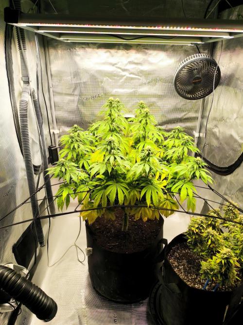 SPECIAL QUEEN 1. Week 13