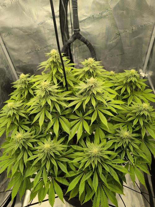 SPECIAL QUEEN 1. Week 14
