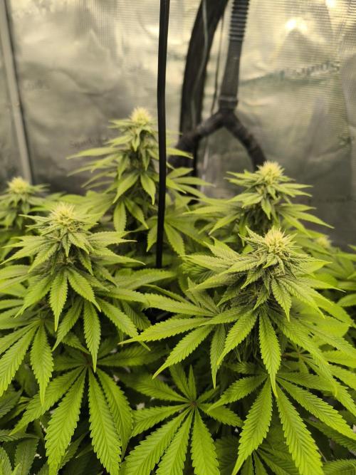 SPECIAL QUEEN 1. Week 14