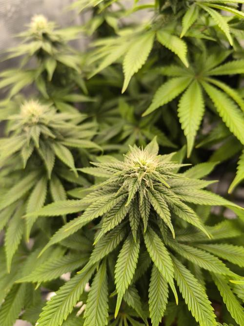 SPECIAL QUEEN 1. Week 14