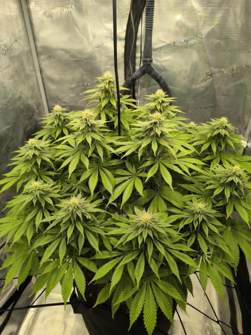 SPECIAL QUEEN 1. Week 14