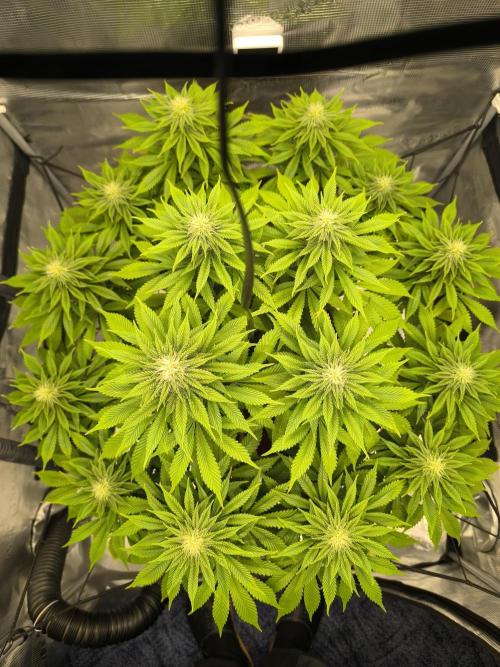 SPECIAL QUEEN 1. Week 14