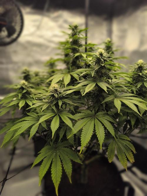 SPECIAL QUEEN 1. Week 14
