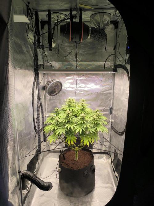 SPECIAL QUEEN 1. Week 14