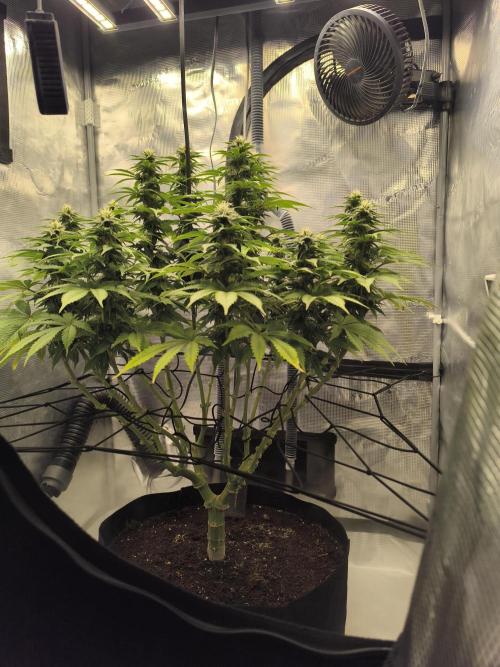 SPECIAL QUEEN 1. Week 14