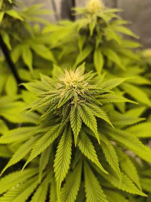 SPECIAL QUEEN 1. Week 14