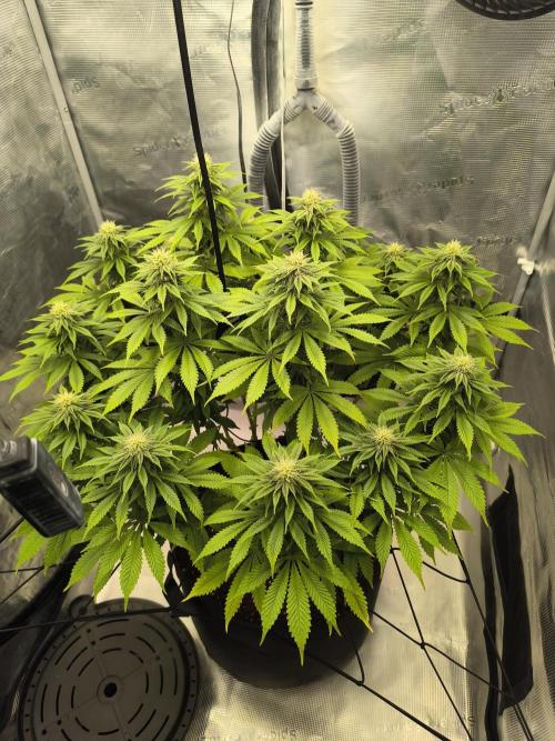 SPECIAL QUEEN 1. Week 14