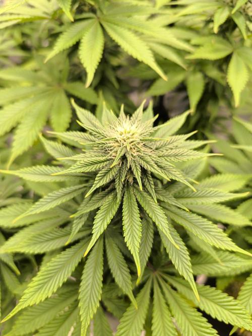 SPECIAL QUEEN 1. Week 14