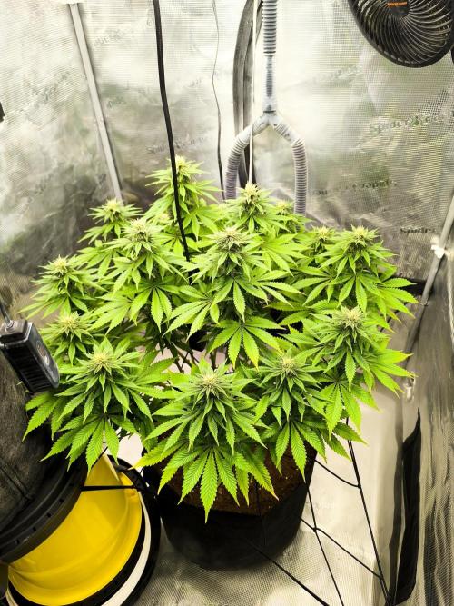 SPECIAL QUEEN 1. Week 14