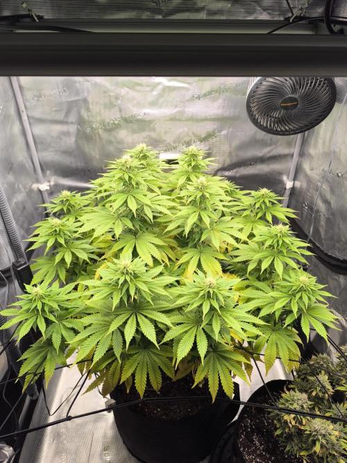 SPECIAL QUEEN 1. Week 14