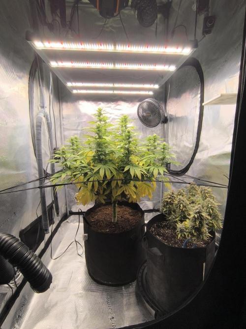 SPECIAL QUEEN 1. Week 14