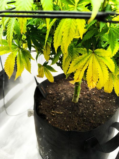 SPECIAL QUEEN 1. Week 14