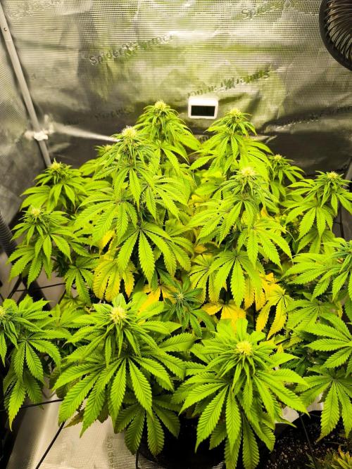 SPECIAL QUEEN 1. Week 14