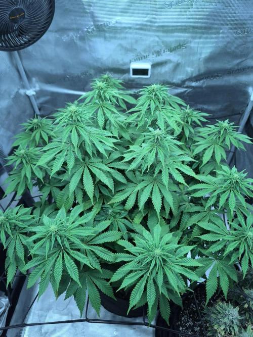 SPECIAL QUEEN 1. Week 14