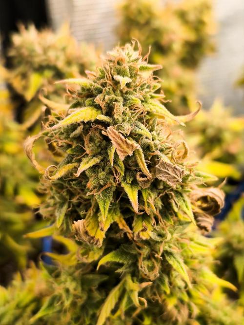 ALL GAS OG AUTO II.. Week 14