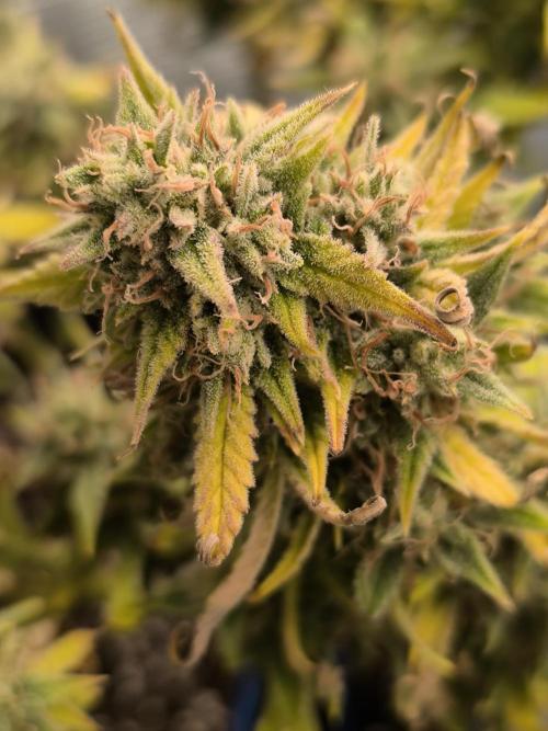 ALL GAS OG AUTO II.. Week 14