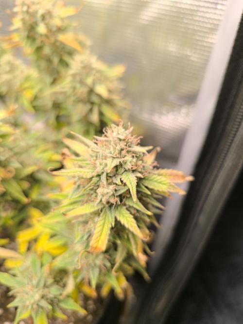 ALL GAS OG AUTO II.. Week 14