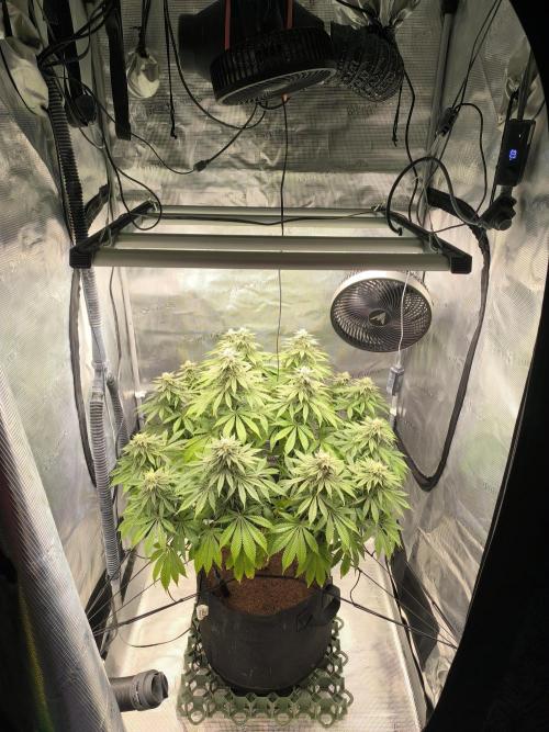 SPECIAL QUEEN 1. Week 15