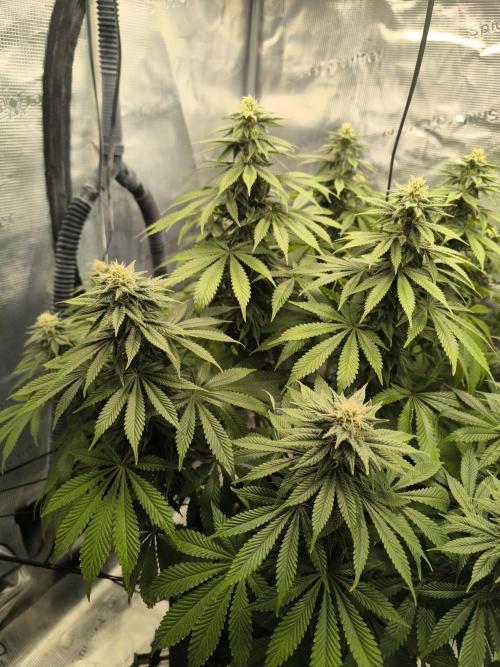SPECIAL QUEEN 1. Week 15