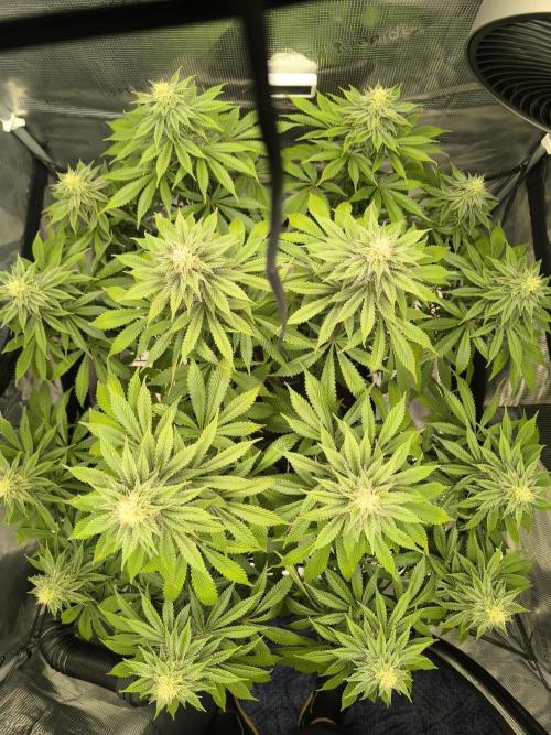 SPECIAL QUEEN 1. Week 15