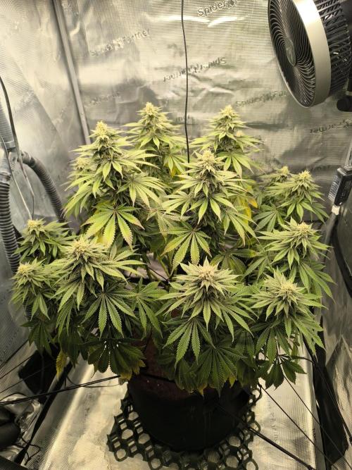 SPECIAL QUEEN 1. Week 15