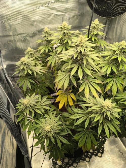 SPECIAL QUEEN 1. Week 15