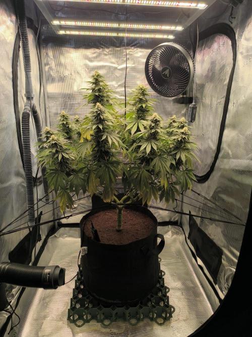 SPECIAL QUEEN 1. Week 15
