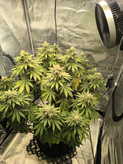 SPECIAL QUEEN 1. Week 15