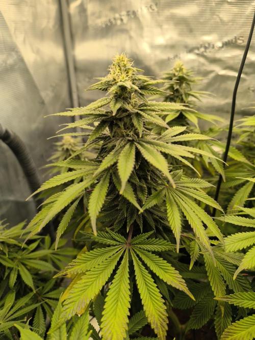Special Queen #1. Week 15