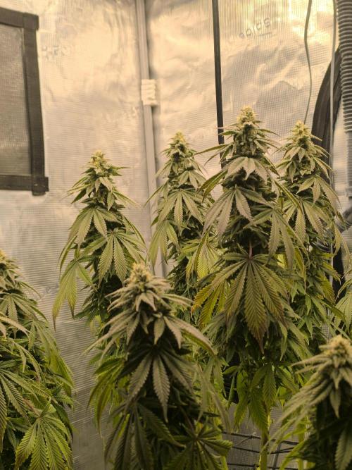 SPECIAL QUEEN 1. Week 16