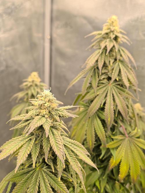 SPECIAL QUEEN 1. Week 16