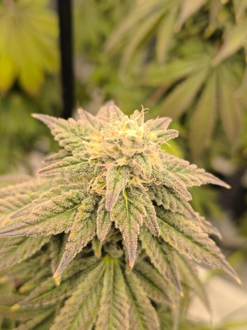 SPECIAL QUEEN 1. Week 16
