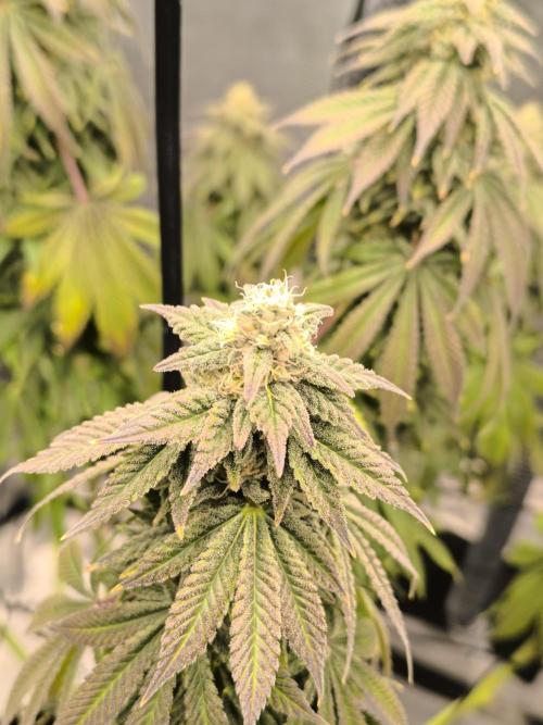 SPECIAL QUEEN 1. Week 16
