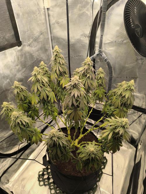 SPECIAL QUEEN 1. Week 16