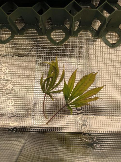 SPECIAL QUEEN 1. Week 16