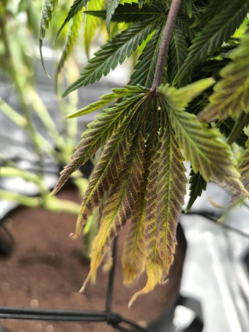 SPECIAL QUEEN 1. Week 16