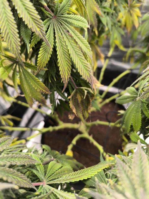 SPECIAL QUEEN 1. Week 16