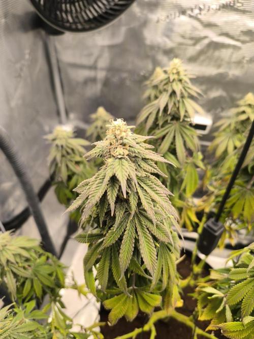 SPECIAL QUEEN 1. Week 16
