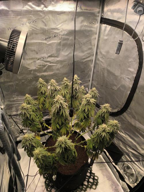 SPECIAL QUEEN 1. Week 16